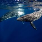 black and white whales under water